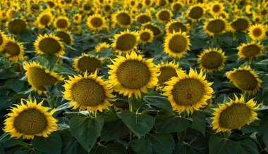 Ayçiçeği dolu tarlalar, gün batımında beş ayçiçeği
