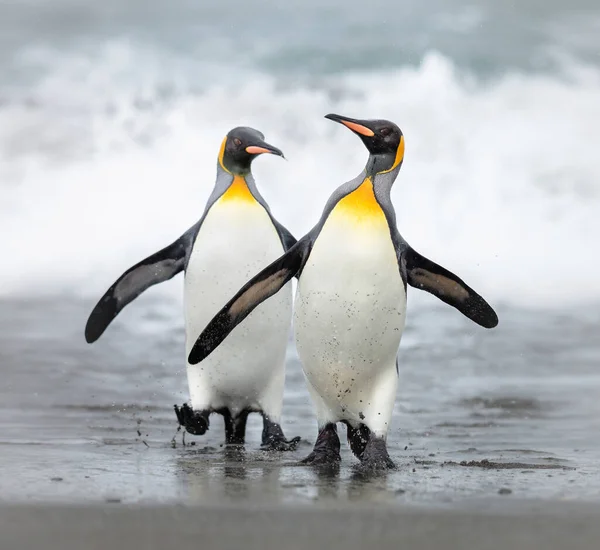 Dos Pingüinos Caminando Orilla Del Mar Antártida — Foto de Stock