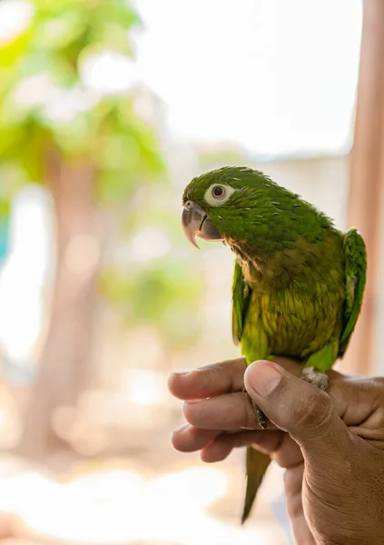 Melopsittacus Undulatus Або Також Відомий Загальний Зелений Папуга Позує Рука — стокове фото