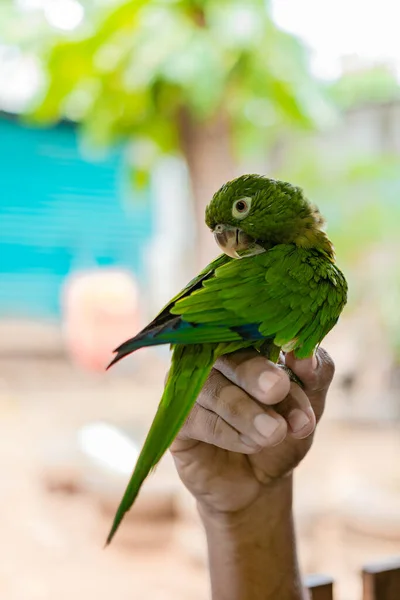 Ręka Trzyma Małą Papużkę Melopsittacus Undulatus Znany Również Jako Papuga — Zdjęcie stockowe