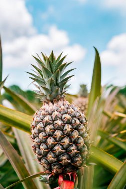 Arka planda gökyüzü olan güzel bir tropikal ananasın manzarası. Hasat mevsimi ve ananas ekimi