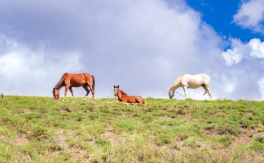 Arka planda mavi gökyüzü olan bir tepede otlayan atlar arka planda mavi gökyüzü olan tepede otlayan atlar.