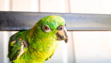 Yeşil tüylü bir papağana yakın dur, yeşil papağan gözüne yakın dur.