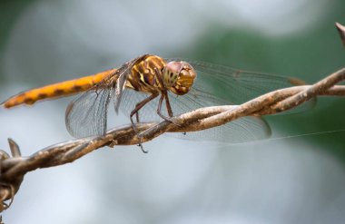 Bir yusufçuğa yakın, poz veren bir yusufçuk portresi, anizoptera vücudu, paleoptera