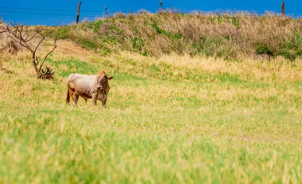 stock image Portrait of an adult calf in the field, close up of a gray cow in the grass with copy space