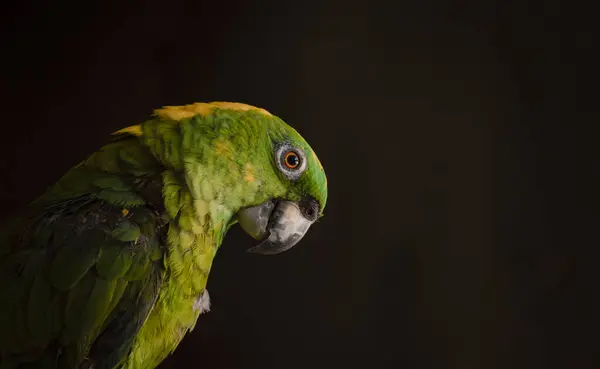 Stock image close up of a green feathered parrot, close up of green parrot eye with copy space