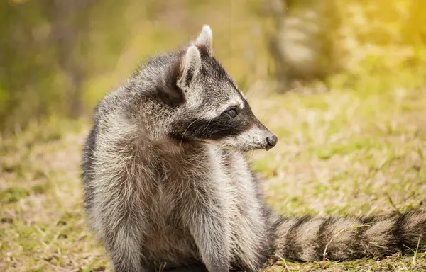 stock image Close up of a raccoon in its habitat, Portrait of a cute raccoon in its habitat, A young wild Procyon in its habitat