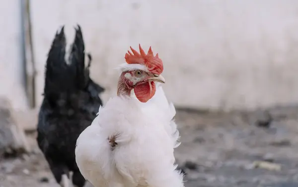 stock image Portrait of a piroco rooster, close up of an Indian rooster, portrait of a piroco rooster with a crest, concept of domestic animals.