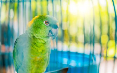 Portrait of beautiful green-winged parrot with yellow nape. Close up of a beautiful green parrot clipart