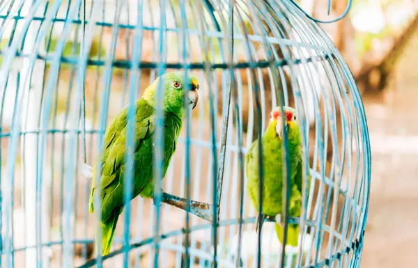 Stock image Portrait of two beautiful green parrots in a cage. Two beautiful and colorful yellow-naped parrot in a cage