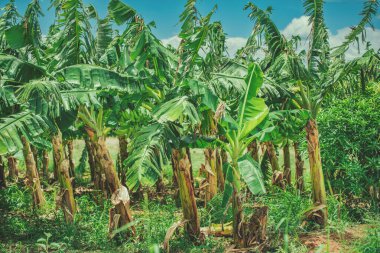 Bereketli Yeşil Yapraklı Plantain Alanı