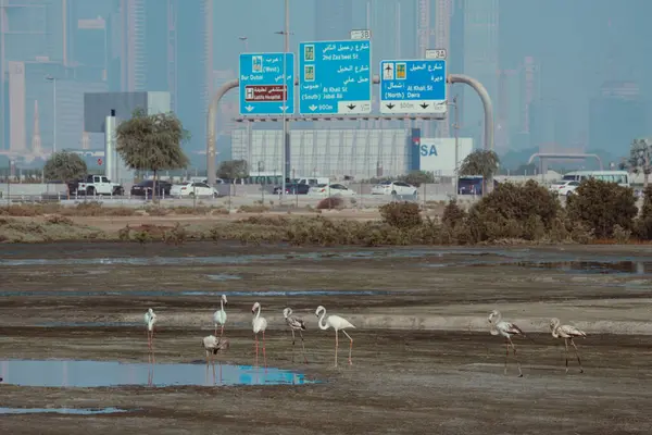 Visa Business Bay Dubai Flamingo Knor Bakgrund Högkvalitativt Foto Stockfoto