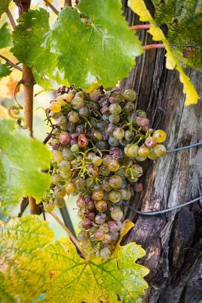 氷のワイン 氷のワインのためのワイングリーンブドウ 季節の甘いデザートワインのためのブドウを収穫する前に 最初の霜を待っています オーストリアのWeinviertel ストック画像