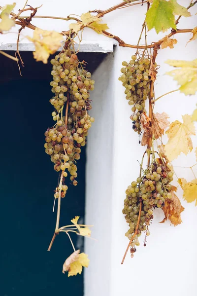 夏の終わりと秋の時間の間に伝統的なワインセラーストリートでブドウ ストック写真