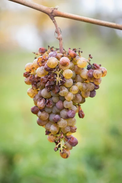 氷のワイン 氷ワイン用のワインブドウ 季節の甘いデザートワインのためのブドウを収穫する前に 最初の霜を待っています 下オーストリア ストックフォト