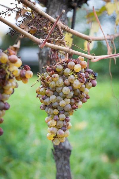 氷のワイン 氷ワイン用のワインブドウ 季節の甘いデザートワインのためのブドウを収穫する前に 最初の霜を待っています 下オーストリア ロイヤリティフリーのストック写真
