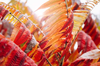 Vinegar tree as a colorful scenic autumn background, also called deer butt sumac Latin name Rhus typhina and Rhus hirta.