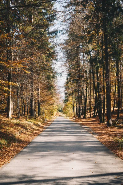 秋の間にオーストリアのカリンシア州の山岳道路 まっすぐ進む道の美しい秋の色 ロイヤリティフリーのストック画像