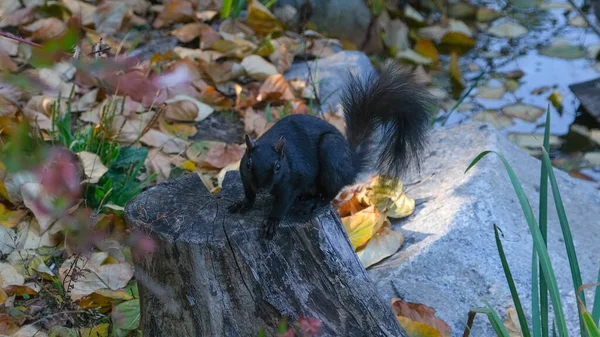 Esquilo Preto Sentado Toco Árvore Parque Outono — Fotografia de Stock