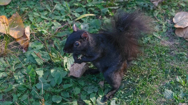 Black Squirrel Standing Ground Autumn Park — Stock Photo, Image