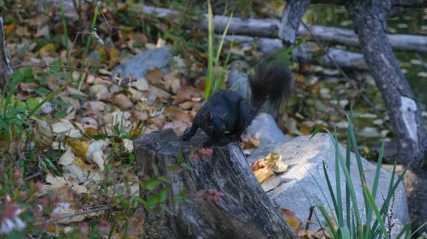 Sonbahar Parkında Ağaç Kütüğündeki Siyah Sincap — Stok fotoğraf