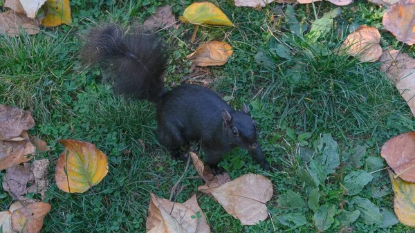 Black Squirrel Standing Grass Fallen Leaves Autumn Park — Stock Photo, Image