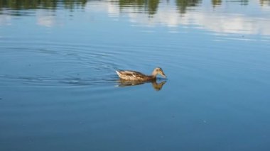 Mallard ördeği ya da anas platyrhynchus gölde yiyecek topluyor. Vahşi yaşam konsepti. Yüksek kalite 4k görüntü