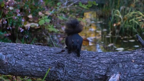 Esquilo Americano Preto Sentado Tronco Árvore Parque Outono Animal Peludo — Vídeo de Stock
