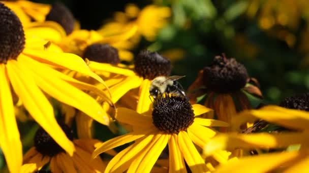 Bumblebee Żółtym Czarnookim Kwiatku Susan Nektar Zbierający Pszczoły Nagranie Bliska — Wideo stockowe