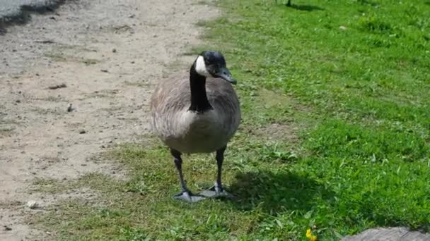 Canadian Goose Grazing Park Summer — Stock Video