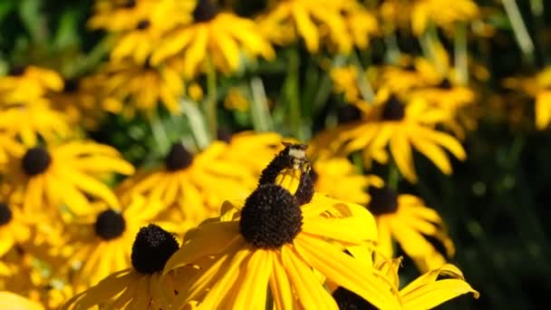 Bumblebee Yellow Black Eyed Susan Flower Collecting Nectar Filmati Primo — Video Stock