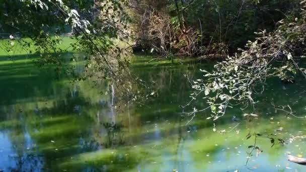 Belos Pântanos Verdes Início Outono Árvores Folhas Caídas Água — Vídeo de Stock