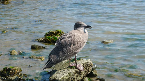 Young Grey Seagull Standing Rock Sea Wildlife Footage — Stock Photo, Image