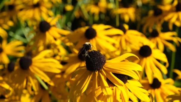Hummel Auf Einer Gelben Schwarzäugigen Susan Blume Honigbienen Sammeln Nebel — Stockvideo