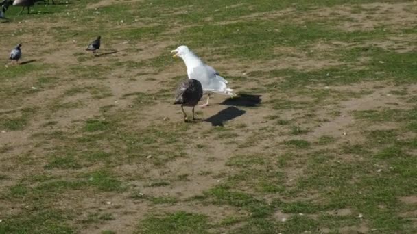 Möwen Jagen Einander Stadtpark Tauben Und Andere Vögel Der Nähe — Stockvideo