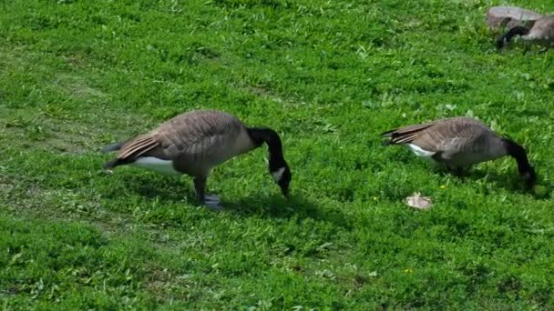 Angsa Kanada Memakan Rumput Hijau Burung Merumput Taman Musim Panas — Stok Video