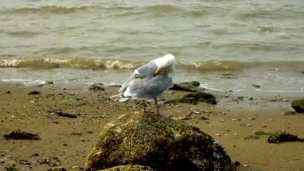 Γλάρος Στέκεται Πάνω Ένα Βράχο Καθαρίζοντας Φτερά Κύματα Στη Θάλασσα — Αρχείο Βίντεο