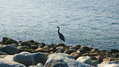 Heron, deniz koyunda kayaların üzerinde duruyor. Vahşi yaşam görüntüleri. 