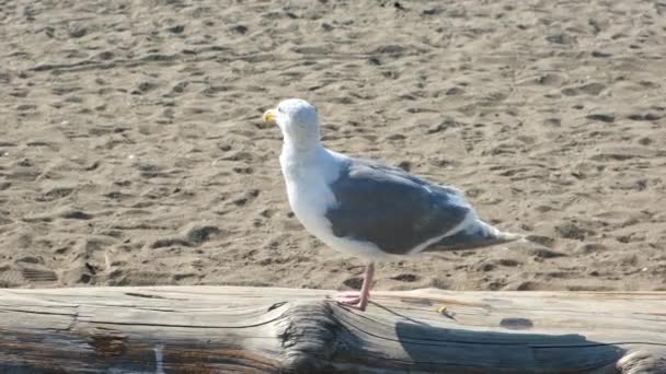 Seagull Takes Wooden Log Beach Wildlife Footage — Stock Video