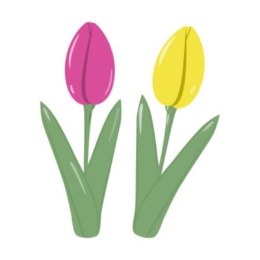 Modaya uygun pembe ve sarı renkli buketler için iki çiçek açan lale seti. İzole et. Vektör. EPS. Selamlama veya davetiye kartları, fiyat etiketi, etiket veya ağ, posterler, pankart için tasarım