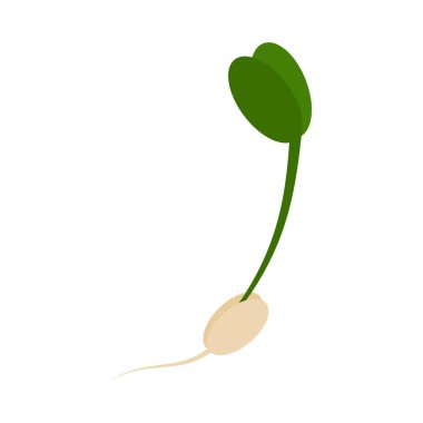 Tomurcuklanmış tahıl, yapraklı ve köklü yeşil filizler. Moda minimalizminde ilkbahar tasarım unsuru. İzole Vektör illüstrasyon kartları, poster, broşürler, afişler veya web, kartlar, broşürler, medya paylaşımları