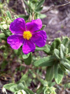 Beyaz rockrose çiçeği, bilimsel adı Cistus albidus. Doğal ışık ile dikey çekim.