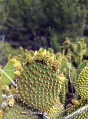 Cactus microdasys Lehm, scientific name Opuntia microdasys.  Vertical shot with natural light.  clipart