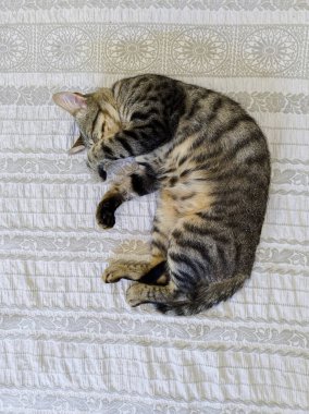 Kedi, sahibinin yatağında uyuyordu. Pençesiyle yüzünü kapatıyordu. Doğal ışıkla dikey çekim yapıyor..