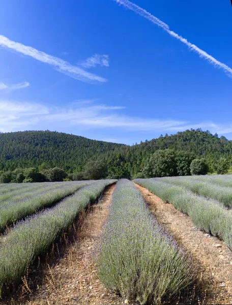 stock image Lavender field in the Sierra del Segura, province of La Albacete, Spain