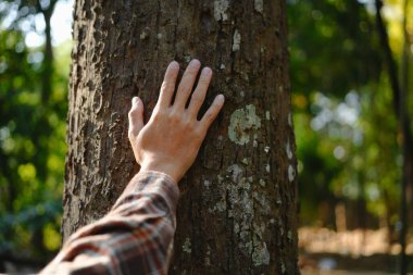 İnsan elleri tropikal ormanlarda ağaçlara dokunuyor, ağaca sarılıyor ya da çevreyi koruyor, CO2, net sıfır konsept, kirlilik ya da iklim değişikliği, Dünya Günü