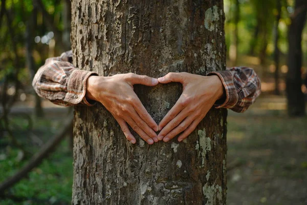 Human hands touching tree green forest in tropical woods, hug tree or protect environment, co2, net zero concept, pollution or climate change, earth day