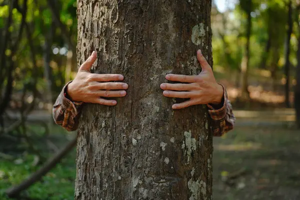 Ludzkie Dłonie Dotykające Zielonego Lasu Lasach Tropikalnych Drzewa Przytulającego Lub Obraz Stockowy