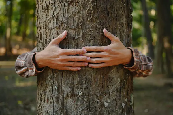 Ludzkie Dłonie Dotykające Zielonego Lasu Lasach Tropikalnych Drzewa Przytulającego Lub Obrazek Stockowy
