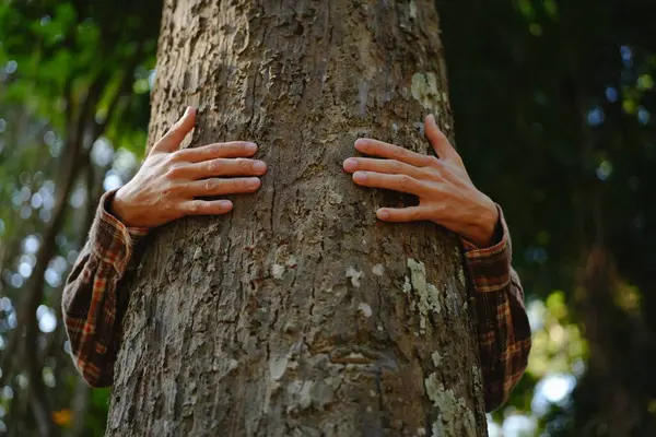 Manos Humanas Tocando Bosque Verde Arbóreo Las Maderas Tropicales Abrazar Imágenes De Stock Sin Royalties Gratis